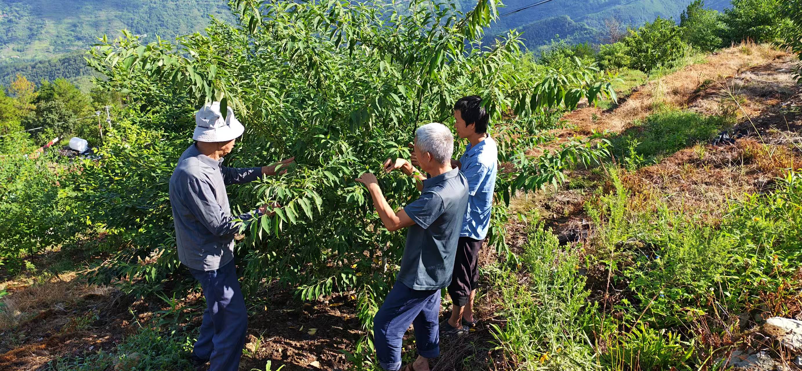 只此青绿，三代作答——张成兴祖孙33年接力，把荒山种成全国唯一木姜子国家级良种
